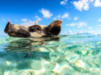 Pigs Beach & Turtle Encounter Group Tour - Housity