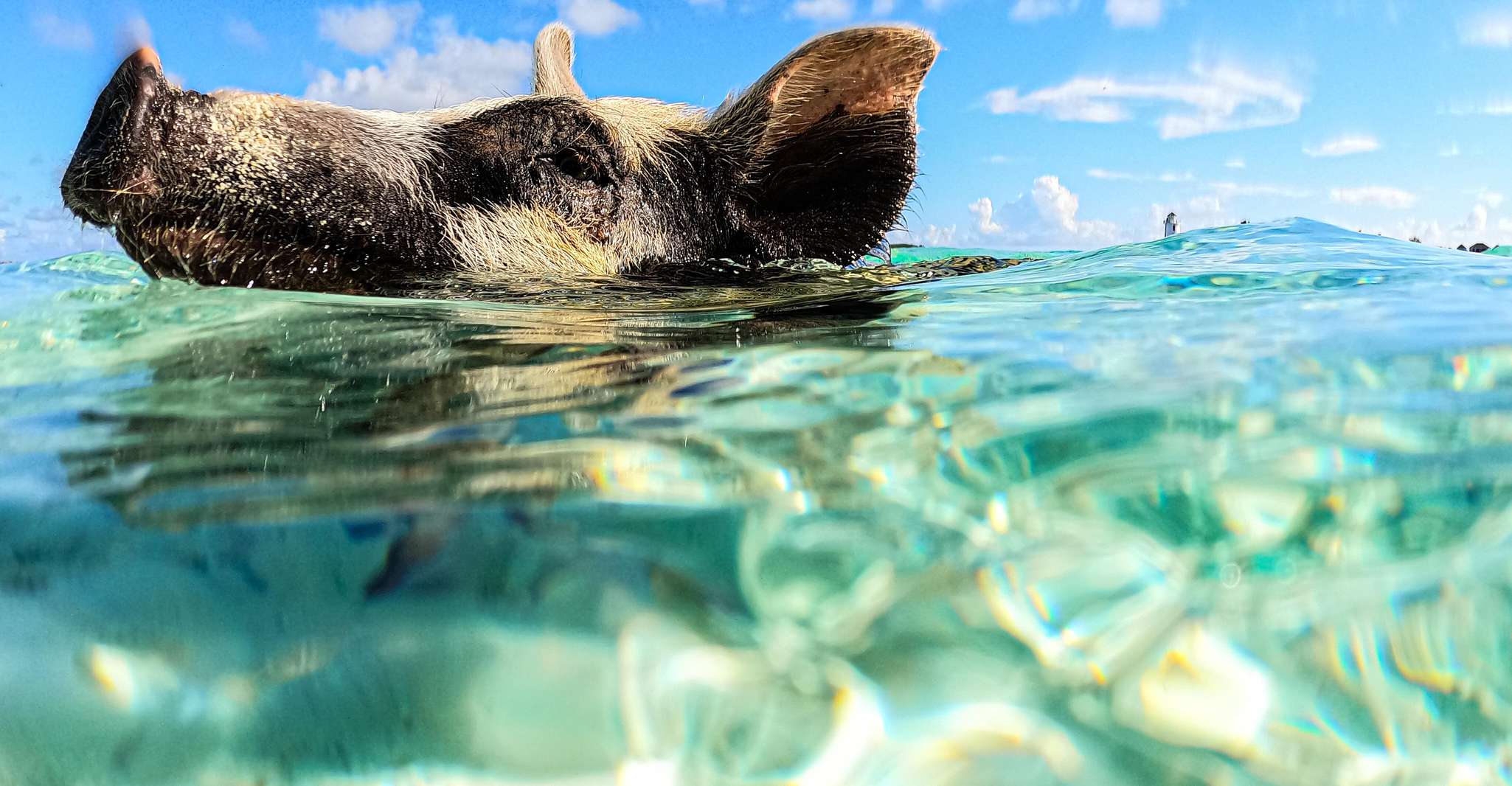 Nassau, Swimming Pigs Speedboat Water Taxi with Drinks - Housity