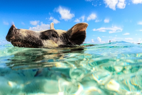Nassau: Swimming Pigs Speedboat Water Taxi z napojami