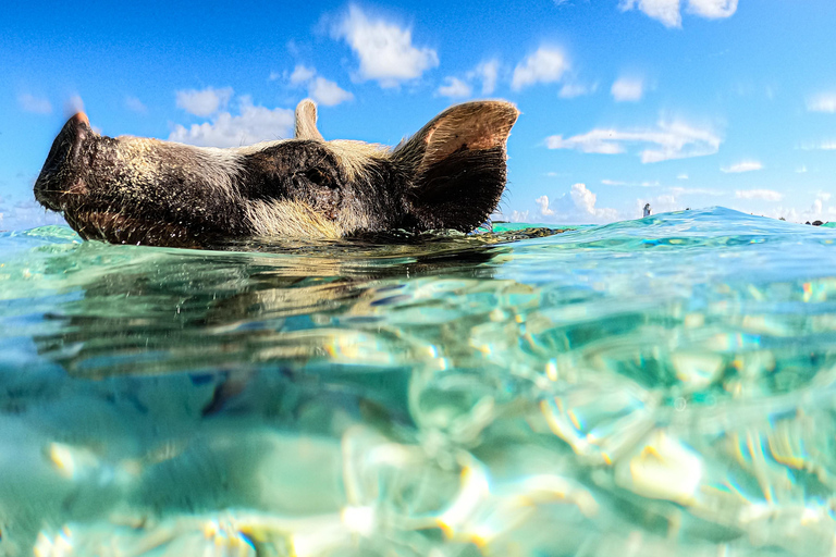 From Nassau: Swimming Pigs Island by Water Taxi with Drinks