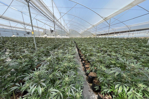 Private Medellín Cannabis Culture Tour with Lunch & Tasting