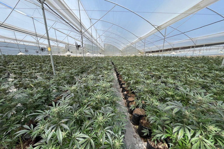 Private Medellín Cannabis Culture Tour with Lunch & Tasting