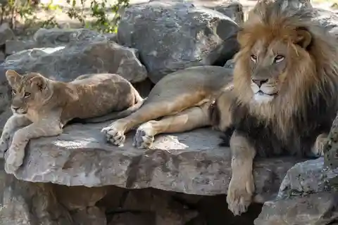 Oliwa Zoo med biljetter och transport tur och retur