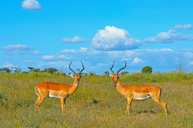 8-Day Authentic Kenya Safari with Culture, Safari & Wildlife