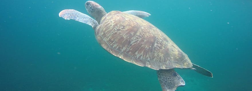 Martinique: Croisière et snorkeling avec les tortues, poissons et coraux