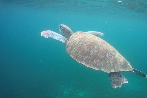 Martinique: Cruise and Snorkeling with Sea Turtles, Fish and Corals Martinique: Cruise and snorkel with turtles, fish, and corals