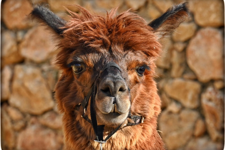 Gozo: Alpacawandelingen en boerderijbezoek