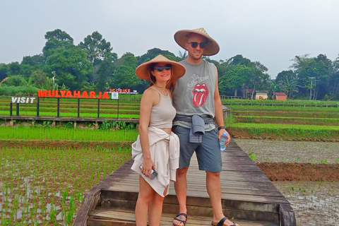 Jardín Botánico Bogor de Yakarta, Terraza de Arroz y Cascada