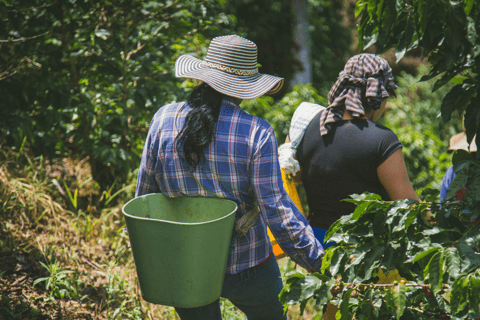 Bali: Ubud Rice Terraces, Monkey Forest & Waterfall Tour Full Package: All entry fees & lunch included