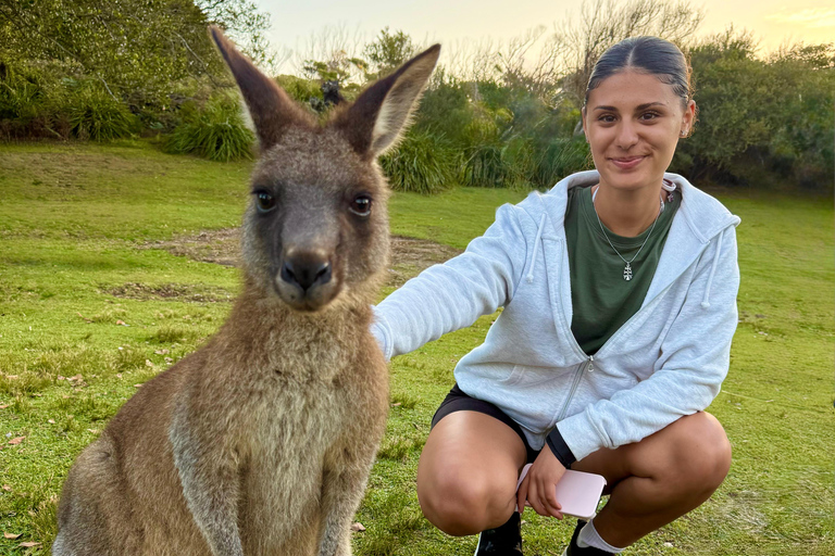 Sydney: Jervis Bay & South Coast Small Group Sydney: Jervis Bay & South Coast Small Group Wild Kangaroos