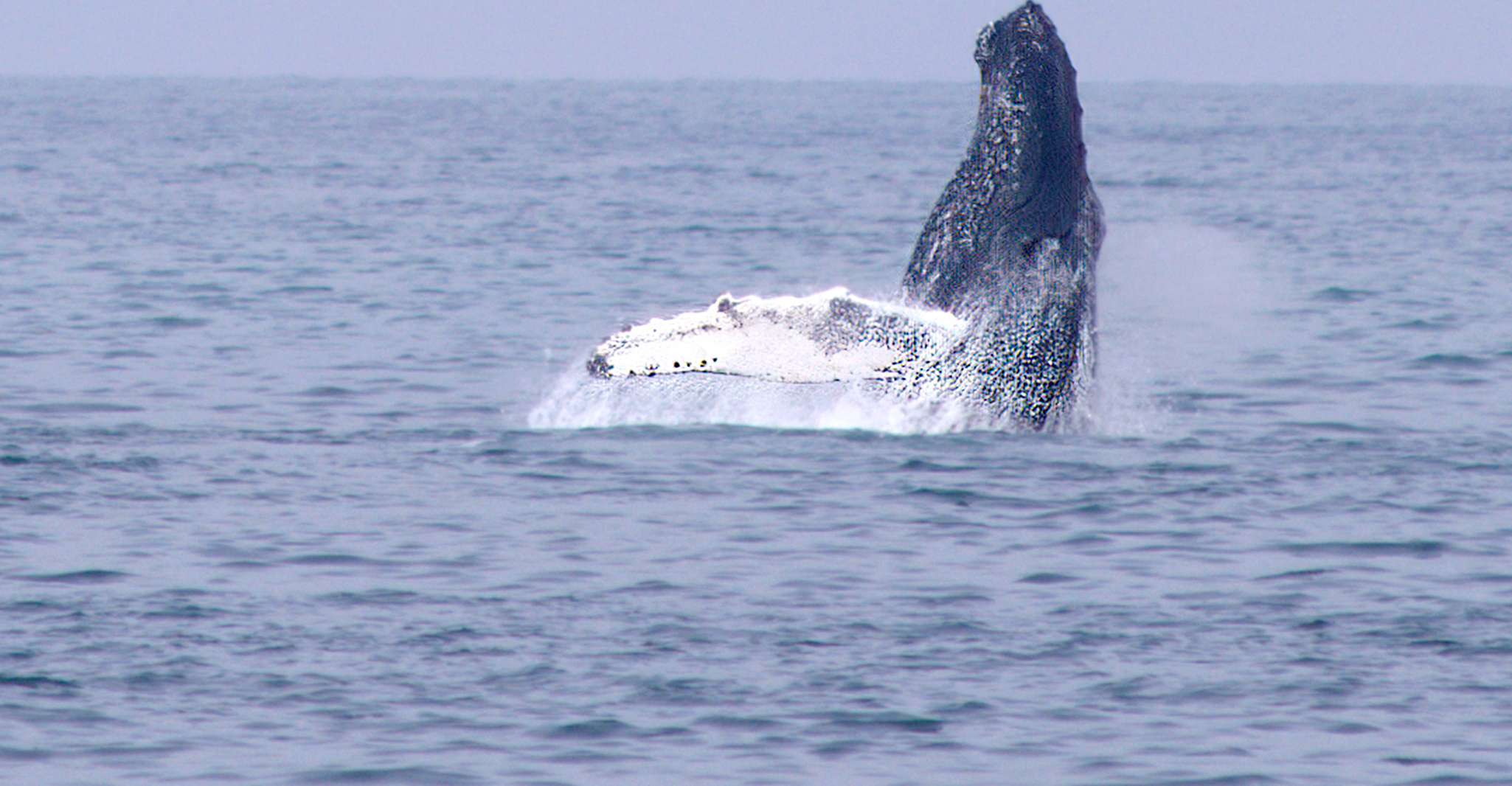 Húsavík, Whale Watching Boat Tour - Housity