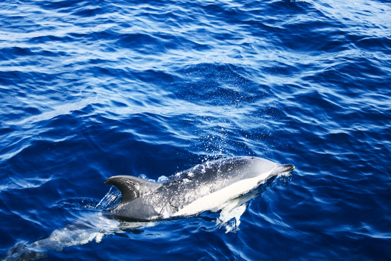 Lanzarote : mini-croisière d'observation des dauphins d'une heure et demieLanzarote : croisière de 2 h d’observation de dauphins