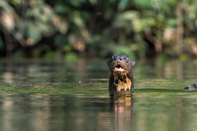 From Puerto Maldonado: 2 Days Sandoval Lake -Into the Jungle