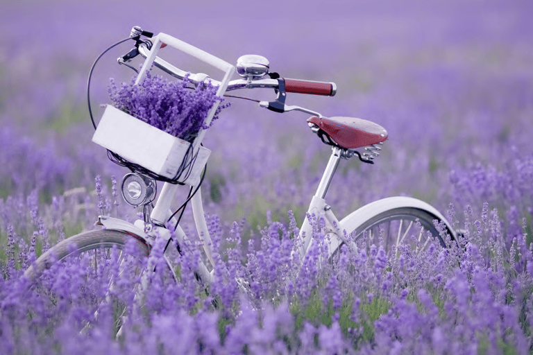 Sapporo: Furano Flower Sea & Biei Blue Pond Tour w/ Pickup 8:00 from Sapparo Sta. | Lunch Buffet + Flower Sea Ticket