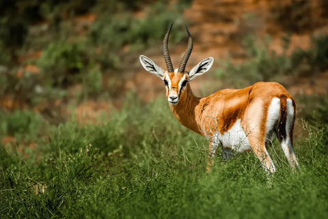 Souss Massa National Park Tour with Museum Visit & Lunch