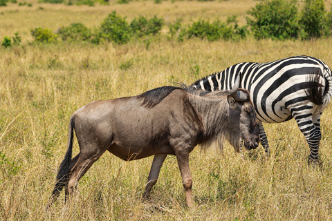 Private Arusha National Park Safari with Expert Guide
