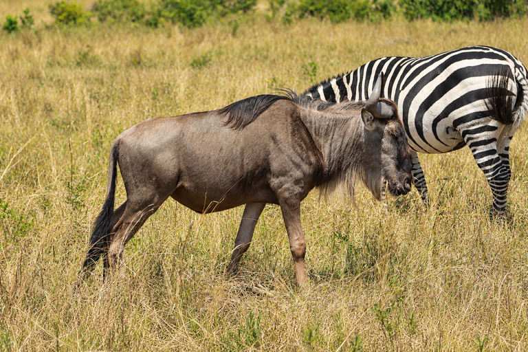 Private Arusha National Park Safari with Expert Guide