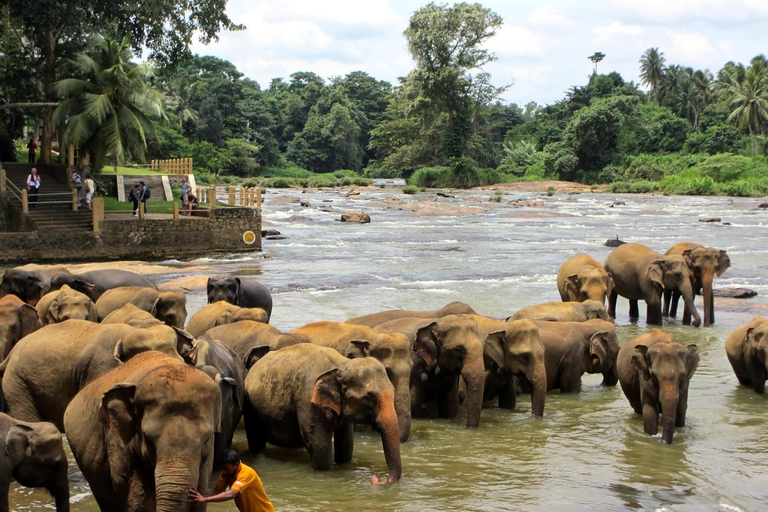 Kandy : Pinnawala Tuk Tuk Dagtour ( Privétour )Ophalen met minibusje