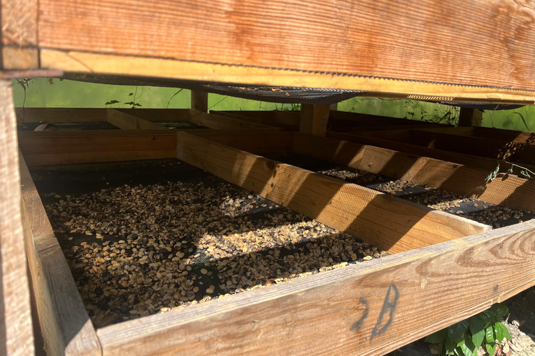 Country Coffee Farm Tour with Tasting and Lunch