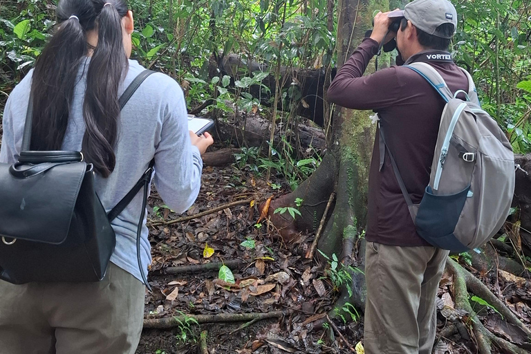 Tour a piedi nel sito archeologico e nella giungla di Palenque