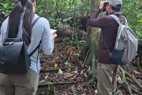 Visite guidée à pied dans la jungle de Palenque PNP