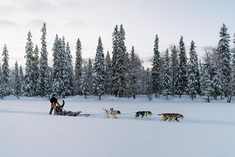 Rovaniemi: Full day Wilderness Tour by Husky Sled