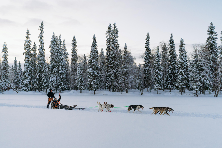 Rovaniemi: Full day Wilderness Tour by Husky Sled
