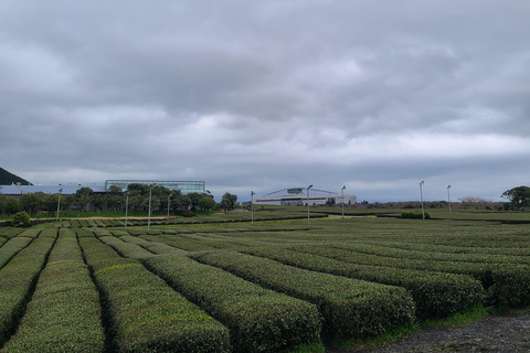 Jeju Southern: wycieczka autobusowa na górę Hallasan i do geoparku UNESCO