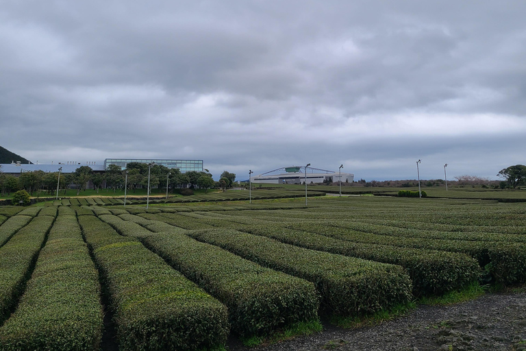 Jeju Southern: wycieczka autobusowa na górę Hallasan i do geoparku UNESCO