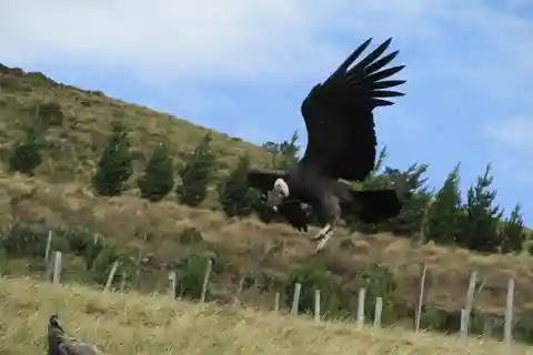Tour di Antisana da Quito: Condor e paesaggi andini