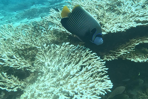 diymaniyat Snorkelling (swim whalesharks or turtles)
