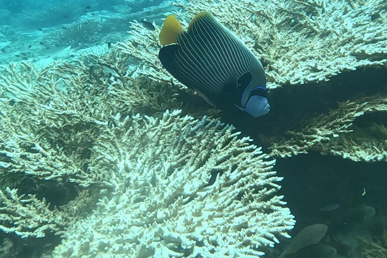 diymaniyat Snorkelling (swim whalesharks or turtles)