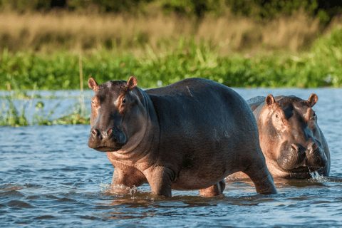From Durban: Nambithi Game Reserve Safari Tour
