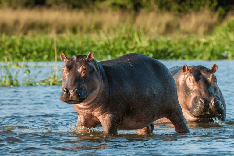 From Durban: Nambithi Game Reserve Safari Tour