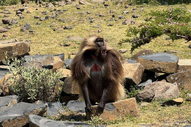 Addis Ababa: 14-Day Adventure and Nature Tour(customizable)
