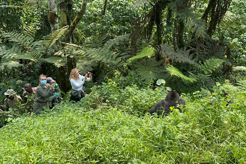 Passeio de 3 dias ao Gorila Mgahinga Gorilla NP Uganda via Ruanda