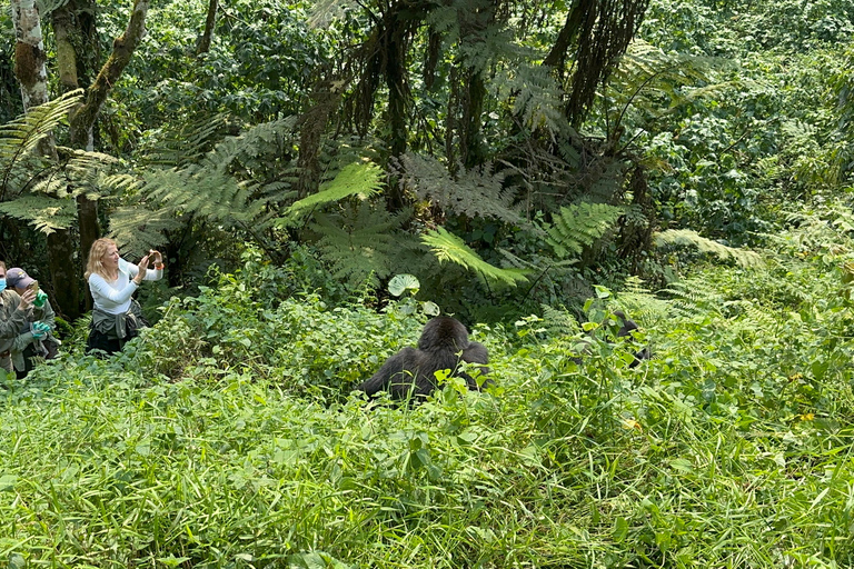 3-daagse gorillatrektocht Mgahinga Gorilla NP Oeganda via Rwanda