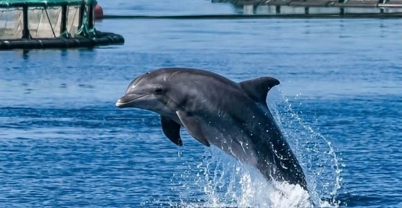 Zadar: Delfinbeobachtung mit Mittagessen und Getränken