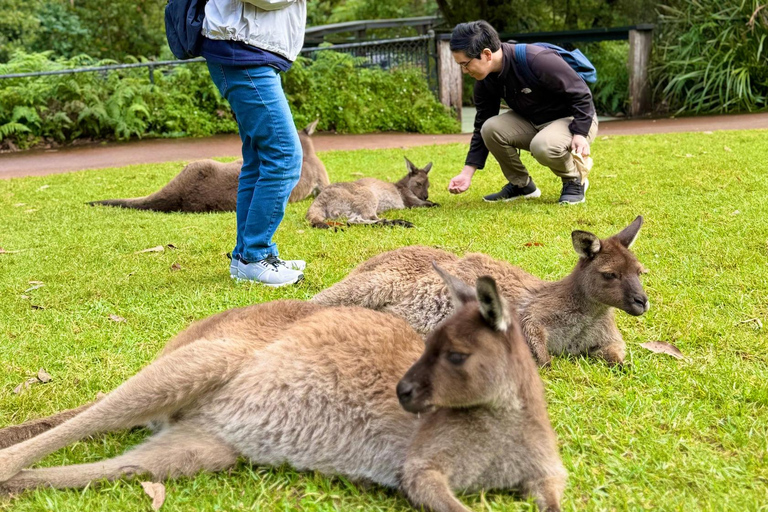 Baby Animals, Boomerangs & BBQ Lunch From Sydney: Baby Animals & Boomerangs Tour with BBQ Lunch