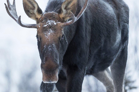 Banff : Randonnée hivernale en pleine nature avec suivi de la faune - 2 heures