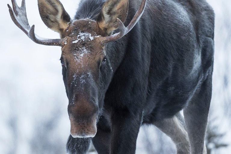 Banff : Randonnée hivernale en pleine nature avec suivi de la faune - 2 heures