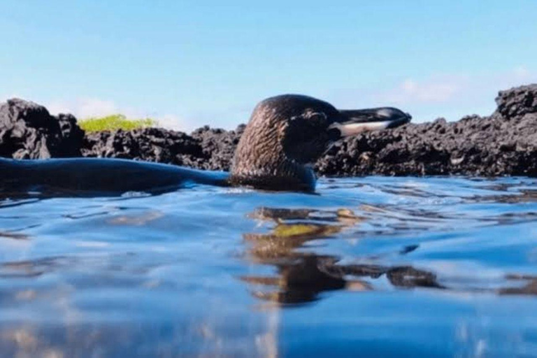 Santa Cruz and Isabela: 5-Day Sightseeing Tour with Pinzón, Tintoreras, and Sierra Negra