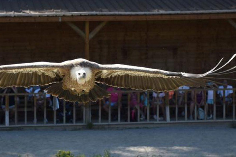 From Geneva: Les Aigles du Léman Park with Hotel Transfers