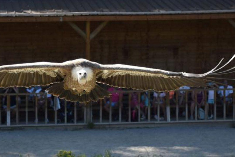 From Geneva: Les Aigles du Léman Park with Hotel Transfers