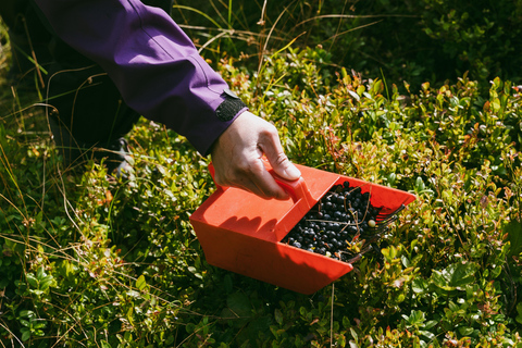 Helsinki: Berry picking with guide & Finnish BBQ + Photos
