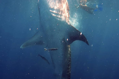 La Paz: Whale Shark Swim Tour with Snorkel Gear & Photos