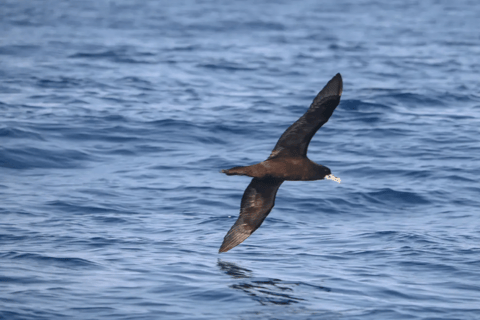 Maputo: Dolphin Swim Tour in Ponta do Ouro