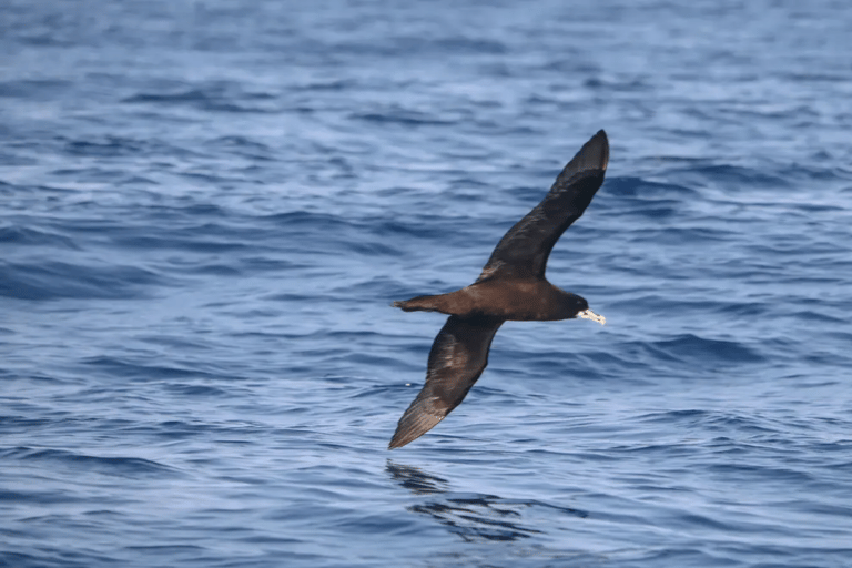 Maputo: Tour di nuoto con i delfini a Ponta do Ouro