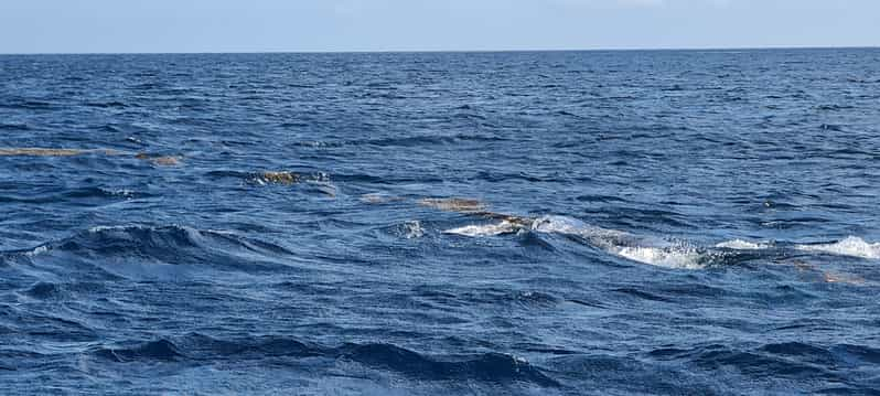 Delfines Ballenas Snorkel Y Almuerzo En La Isla De Benitiers