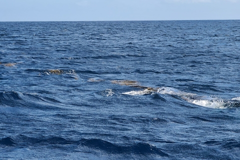 Delfiny, wieloryby, nurkowanie z rurką i lunch na wyspie Benitiers